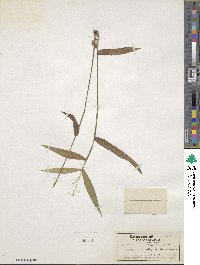 Panicum commutatum image