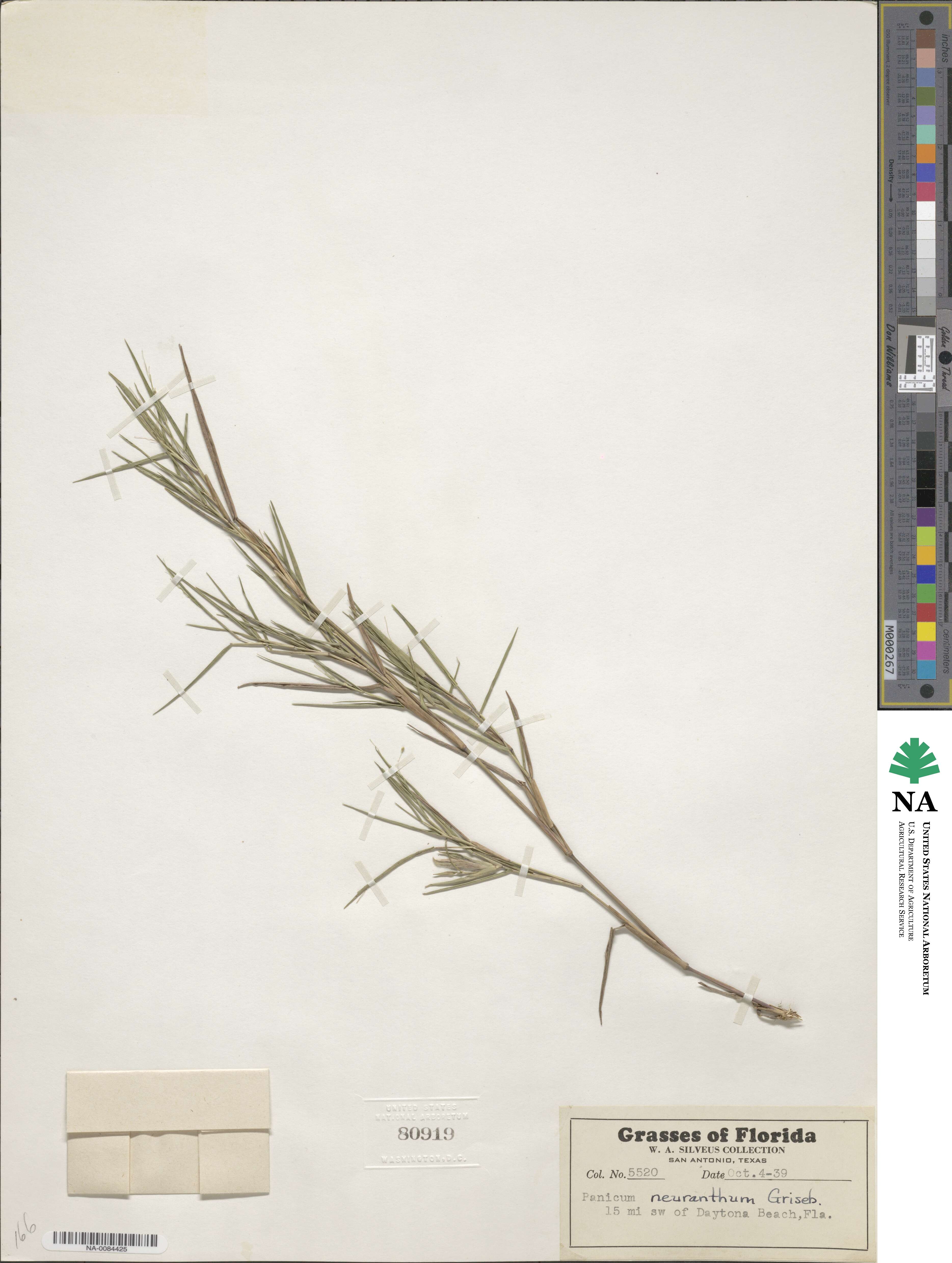 Dichanthelium aciculare image