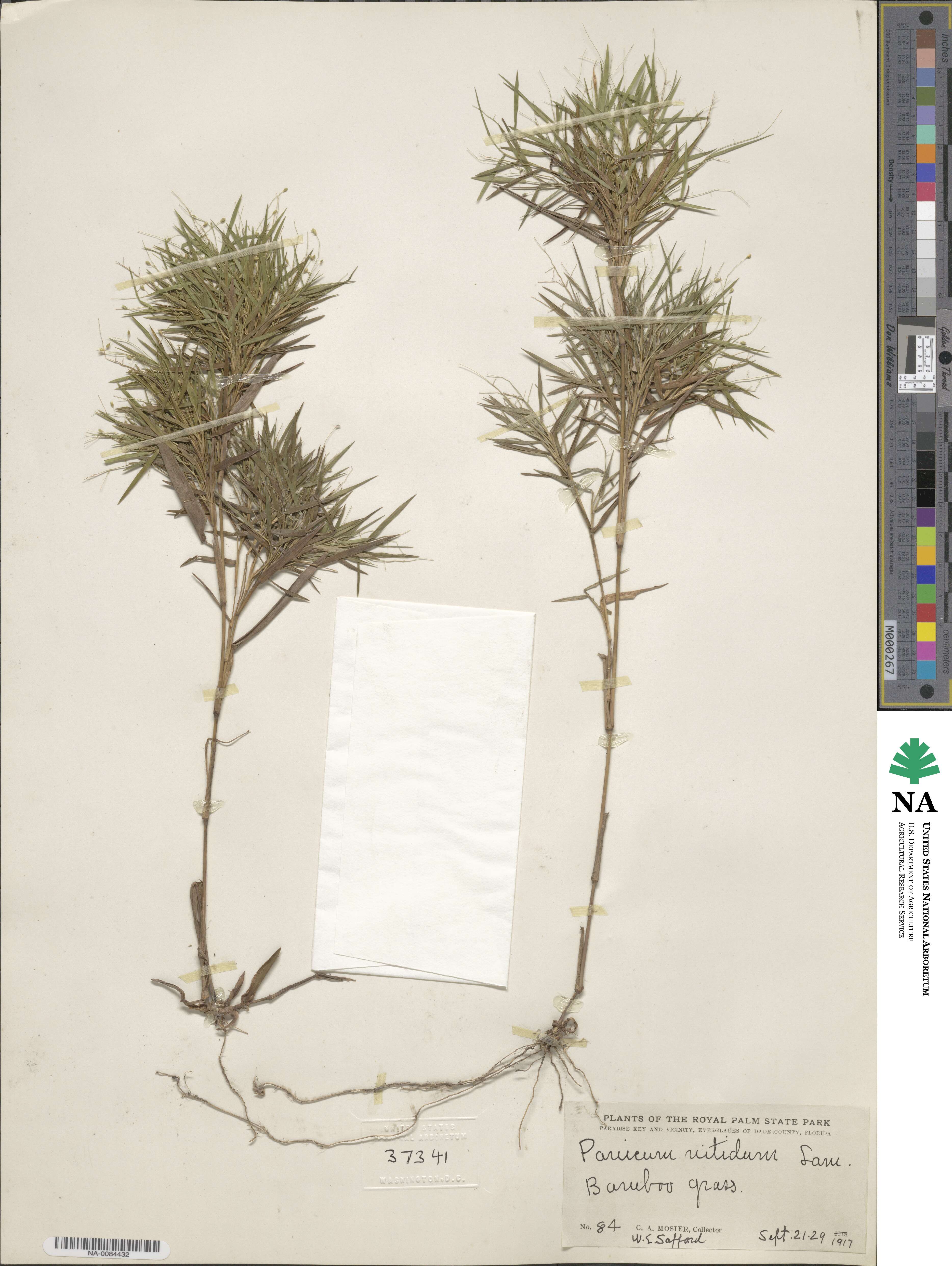 Dichanthelium dichotomum image