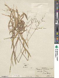 Dichanthelium nodatum image