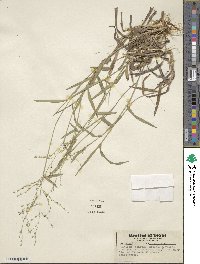 Dichanthelium nodatum image