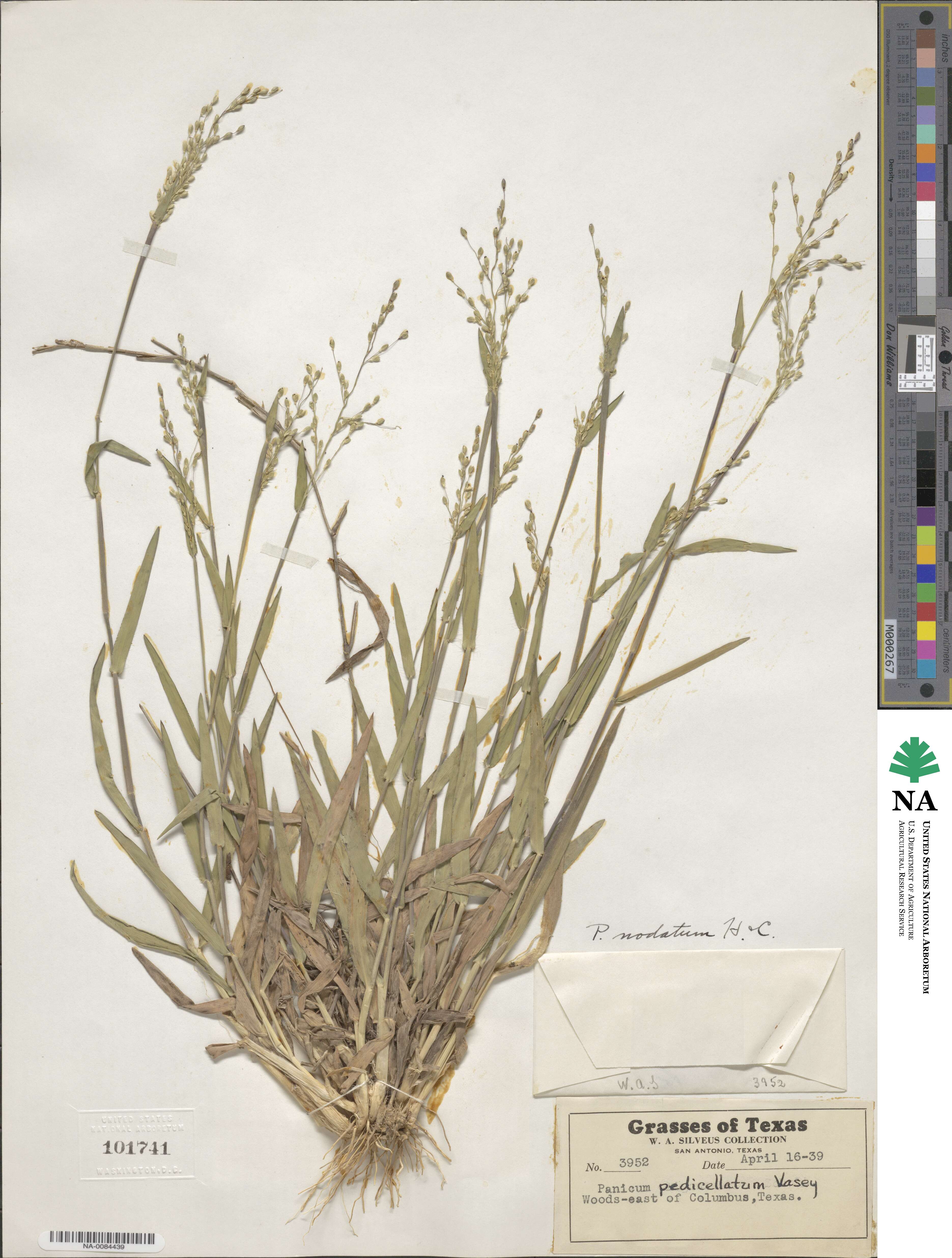Dichanthelium nodatum image