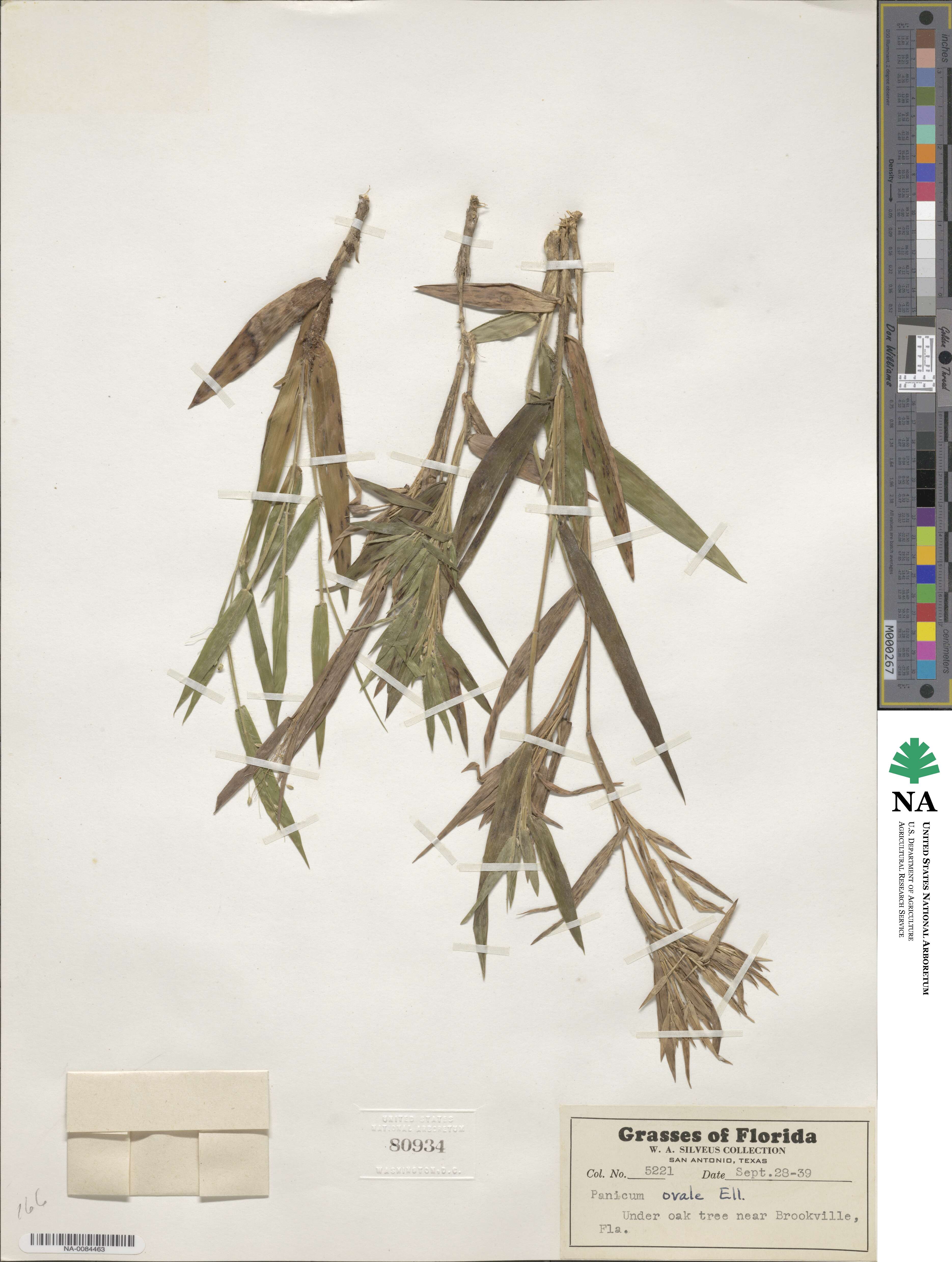 Dichanthelium ovale image