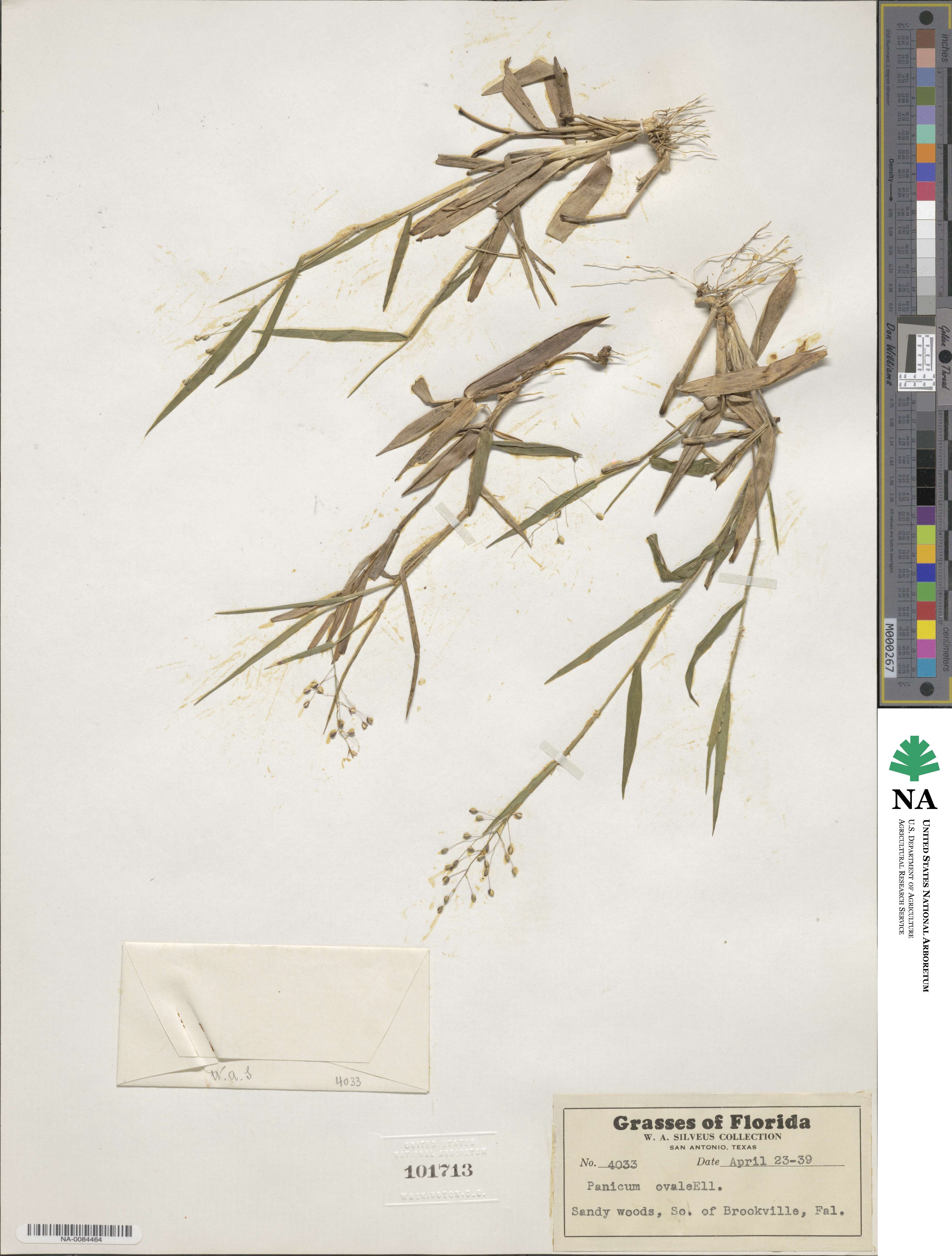 Dichanthelium ovale image