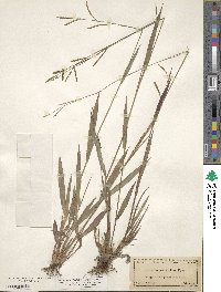 Setaria geminata image