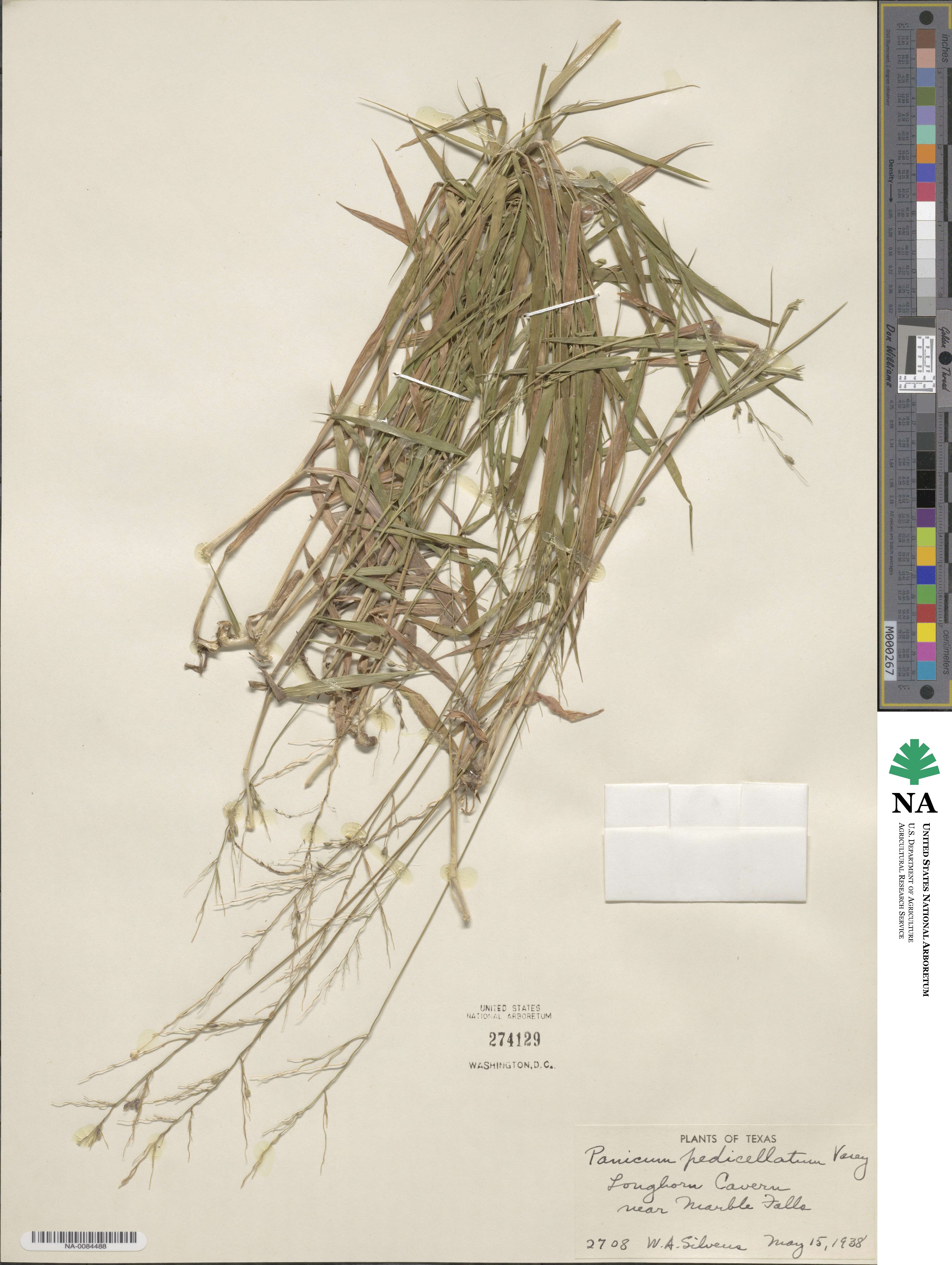 Dichanthelium transiens image