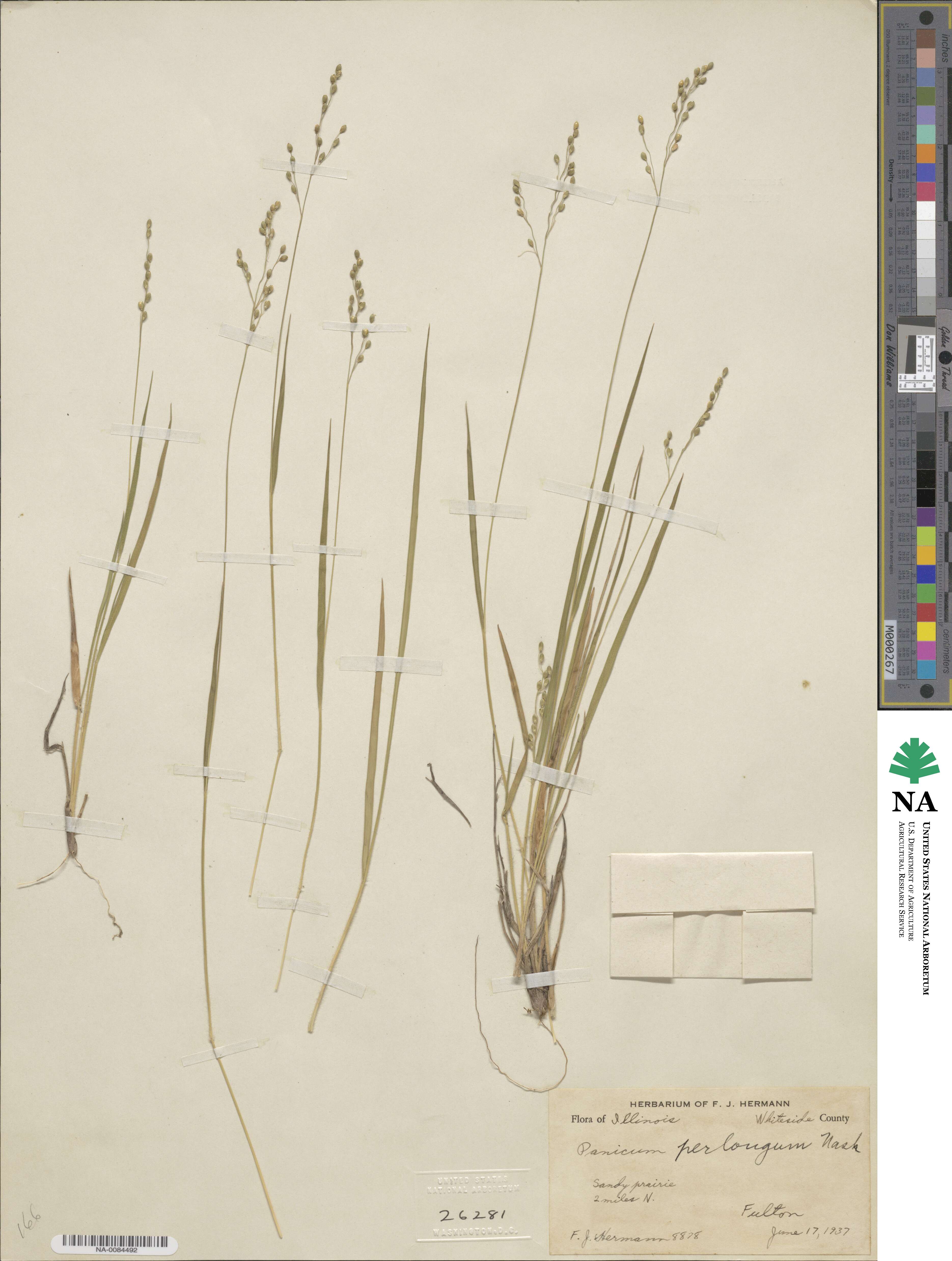 Dichanthelium linearifolium image