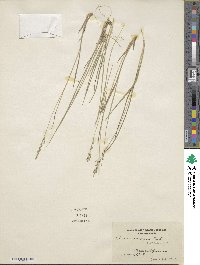 Dichanthelium linearifolium image