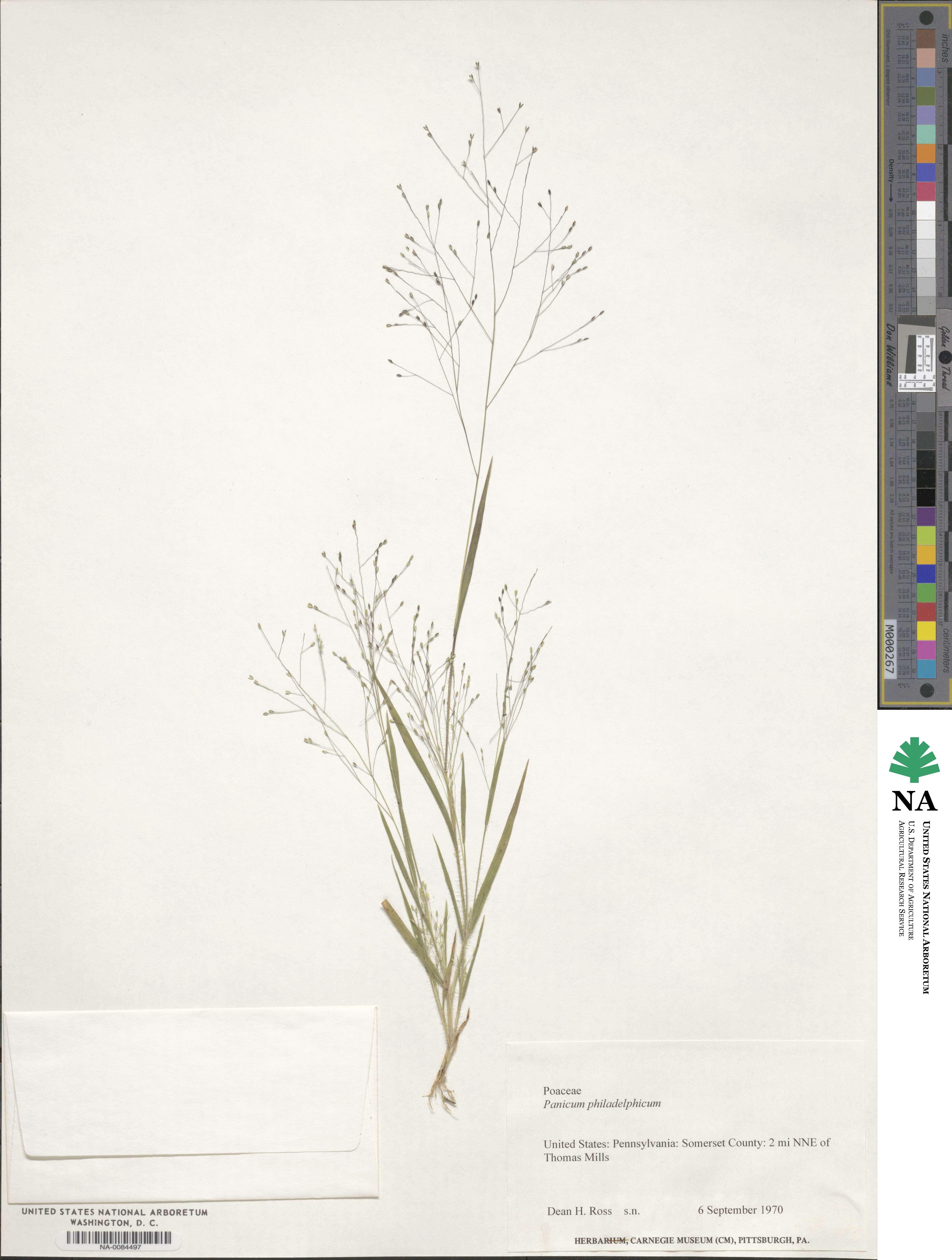 Panicum philadelphicum image