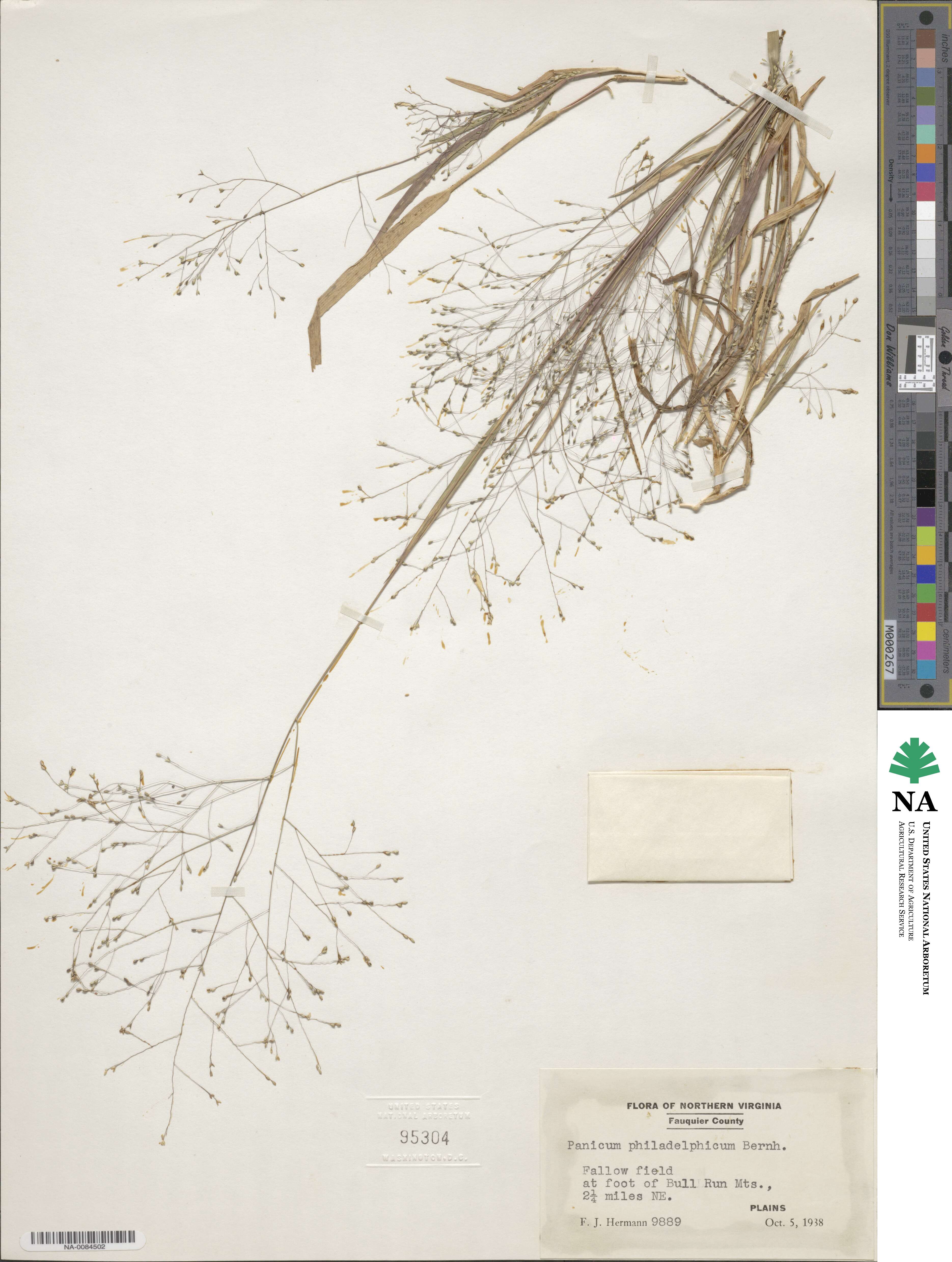 Panicum philadelphicum image