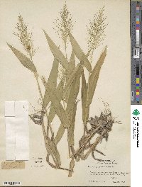 Dichanthelium polyanthes image