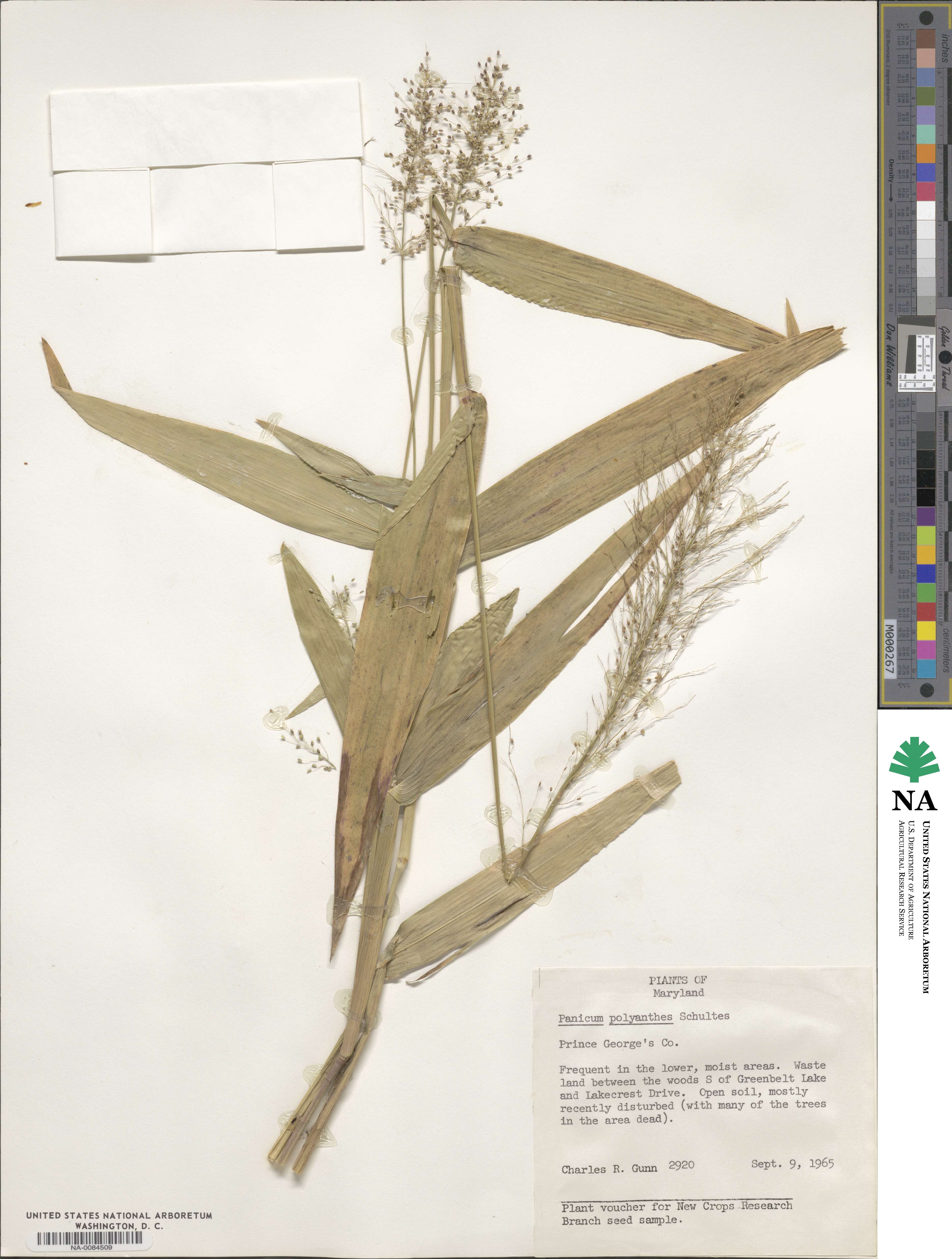 Dichanthelium polyanthes image