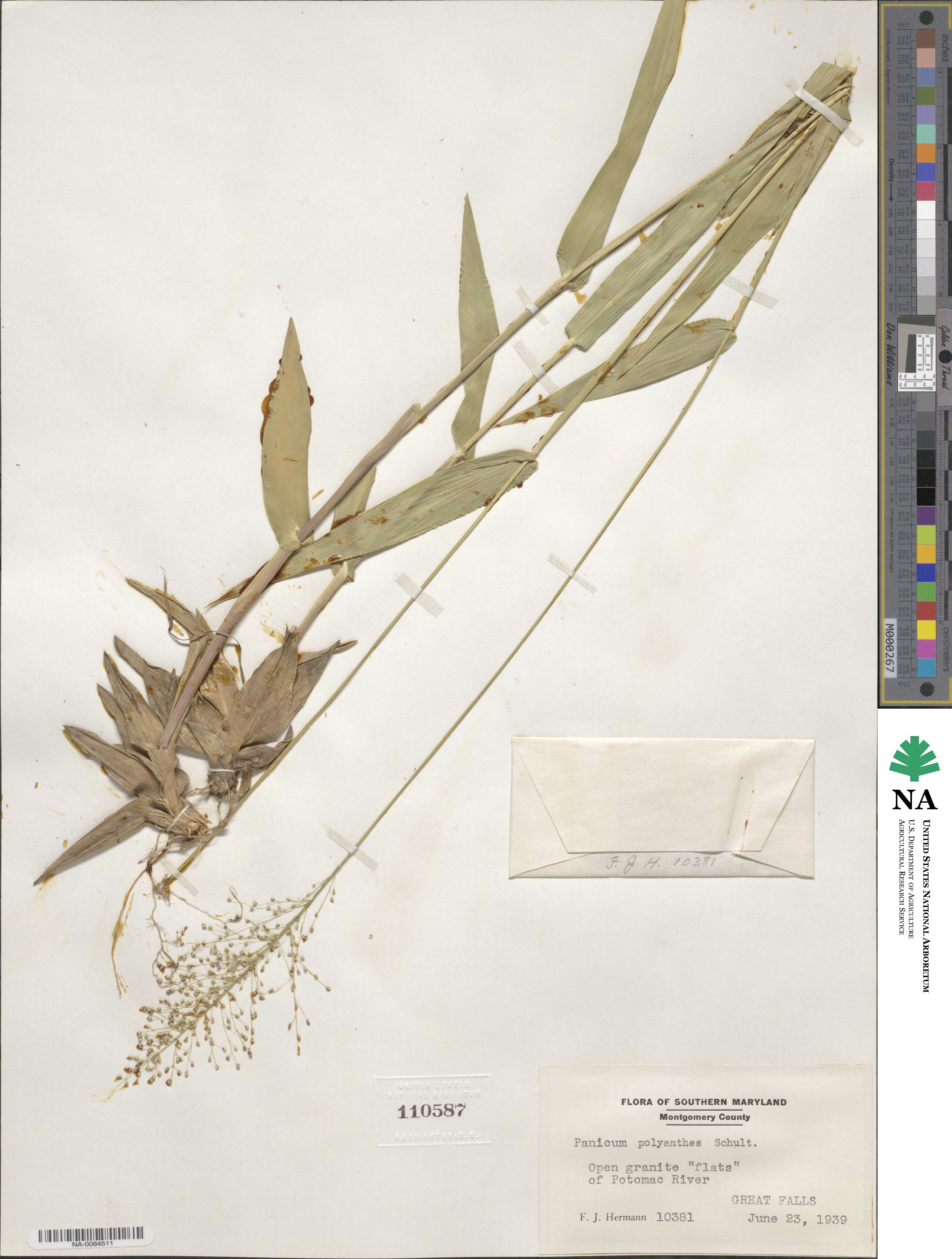 Dichanthelium polyanthes image