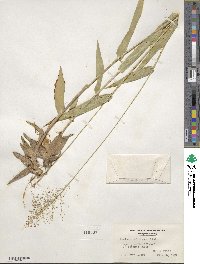 Dichanthelium polyanthes image