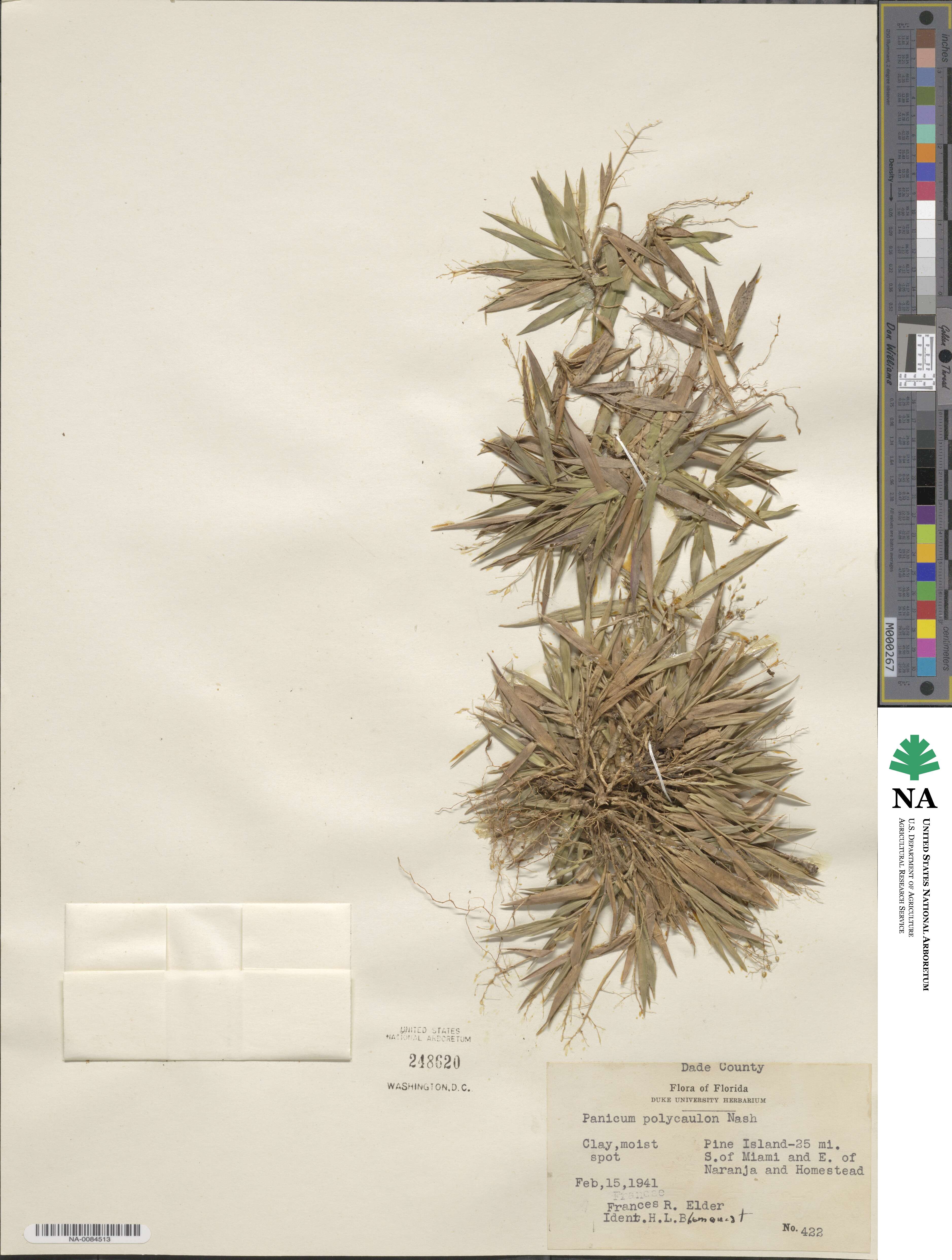 Dichanthelium strigosum image