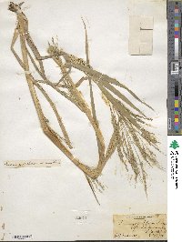 Panicum dichotomiflorum image