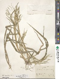 Panicum dichotomiflorum image