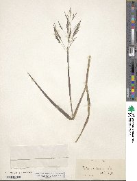 Panicum dichotomiflorum image