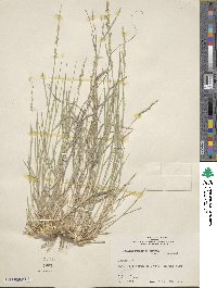 Setaria reverchonii subsp. ramiseta image