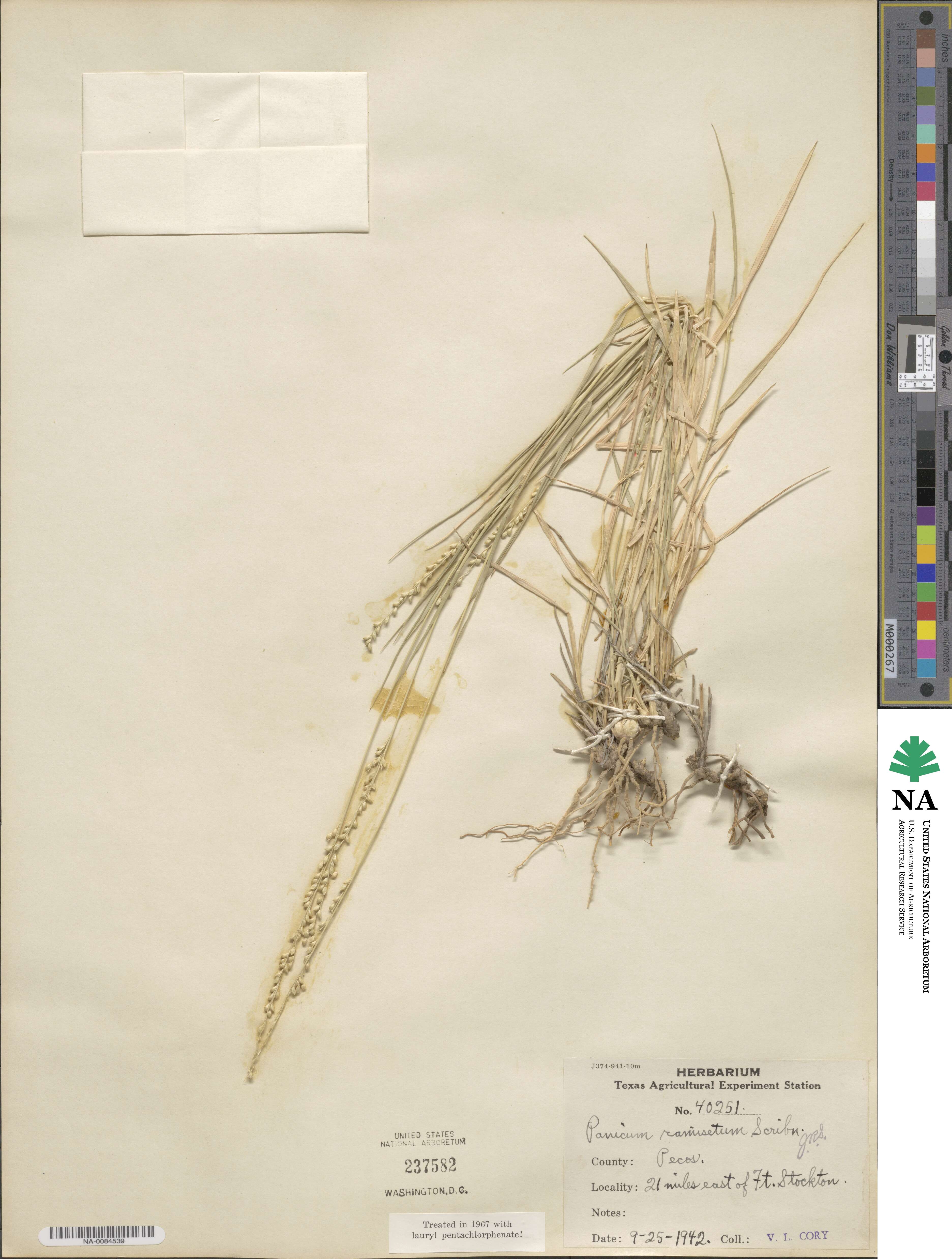 Setaria reverchonii subsp. ramiseta image