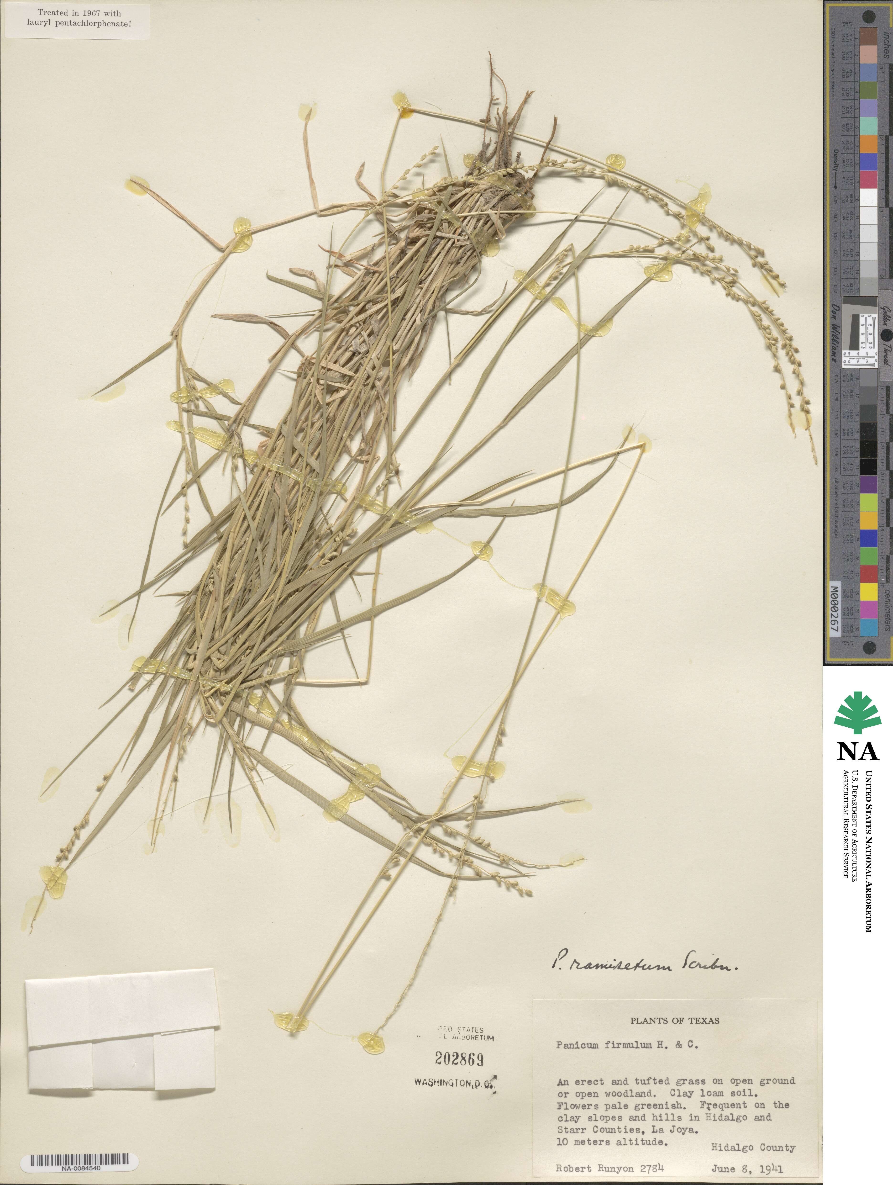 Setaria reverchonii subsp. ramiseta image