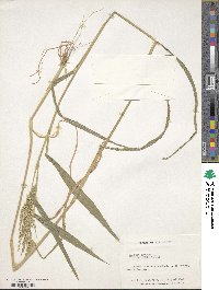 Image of Urochloa ramosa