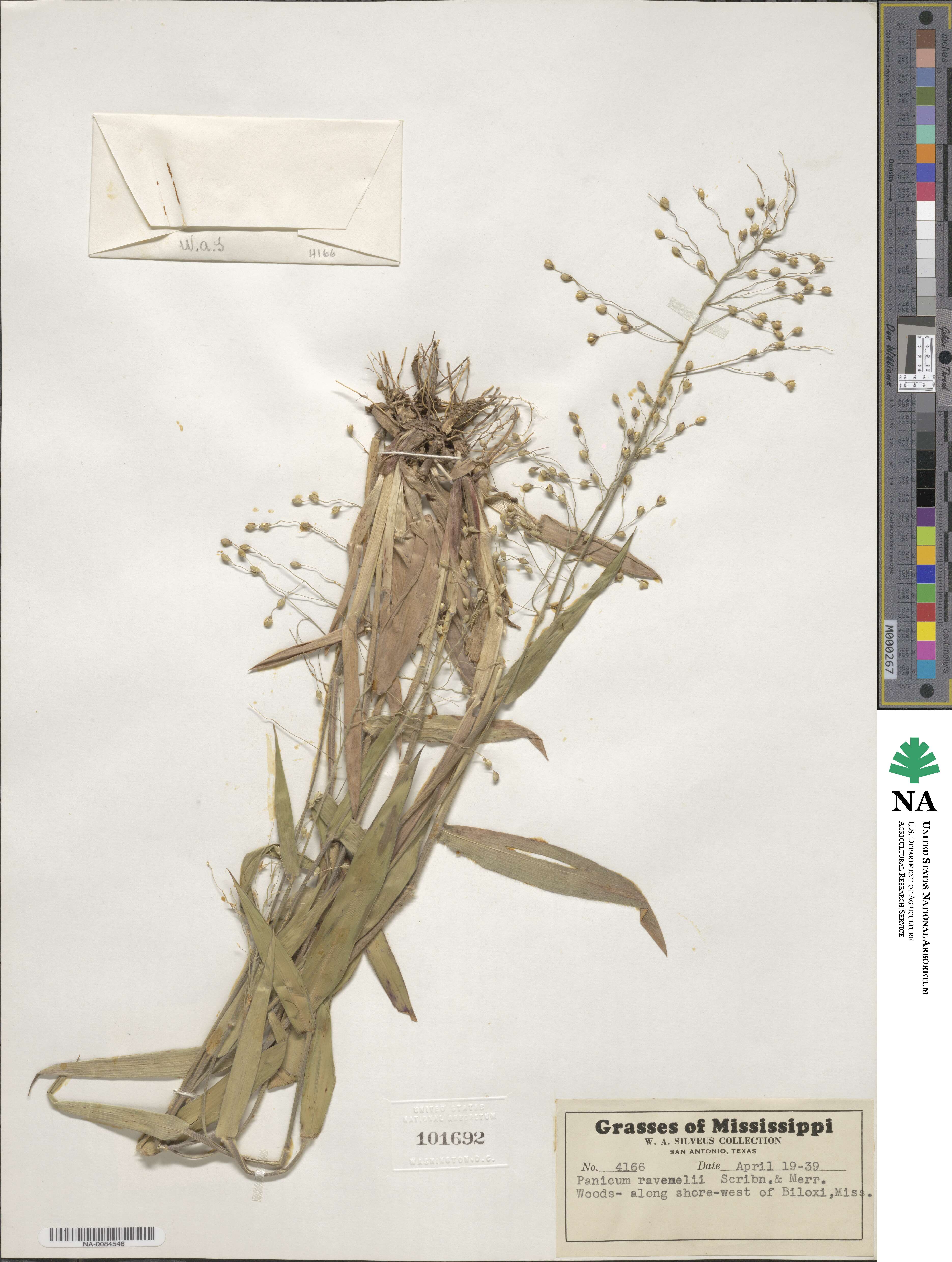 Dichanthelium ravenelii image