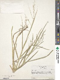 Panicum repens image