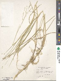 Panicum repens image