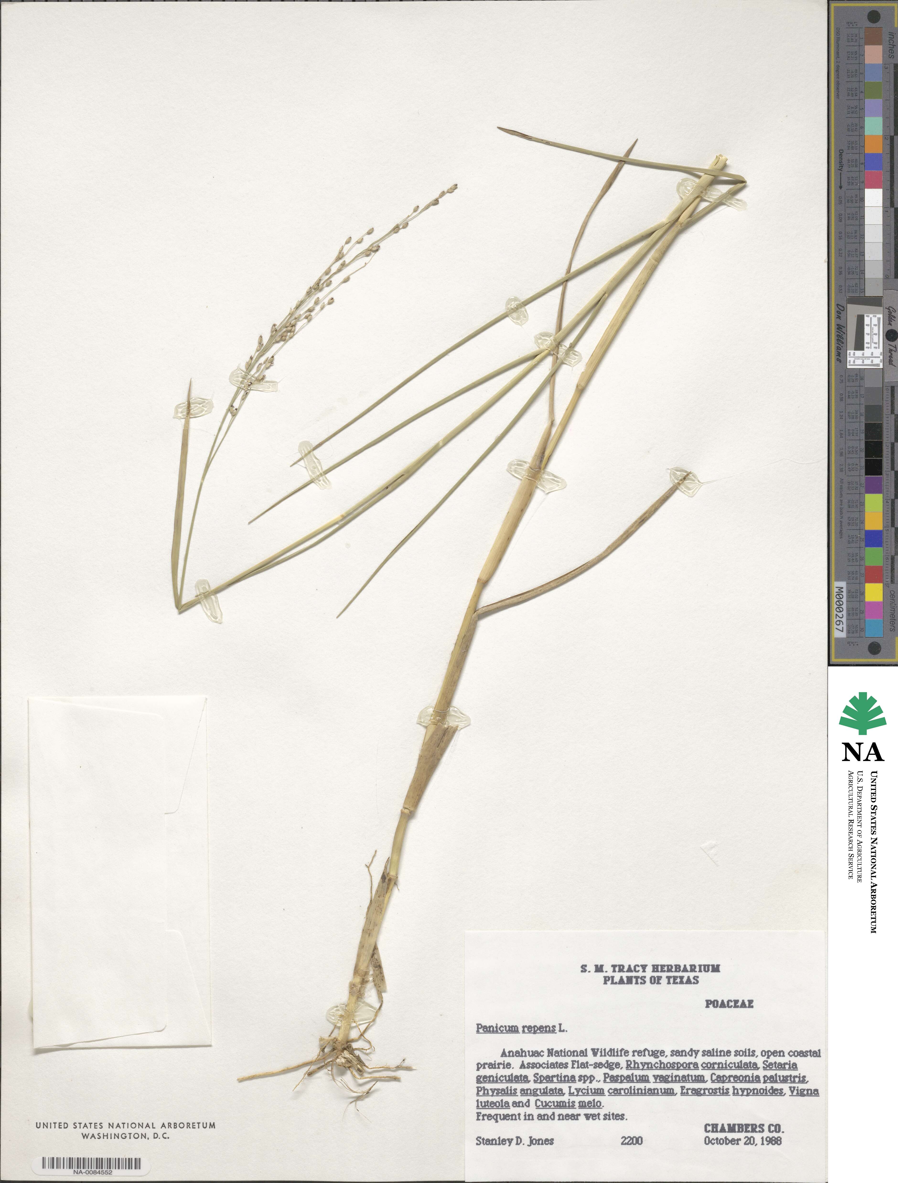 Panicum repens image