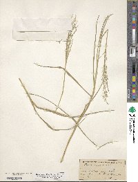 Panicum repens image