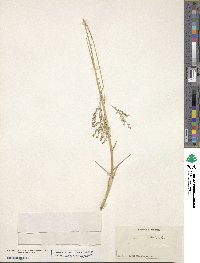 Panicum repens image