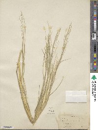 Panicum repens image