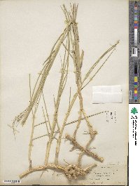 Panicum repens image