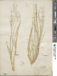 Panicum repens image