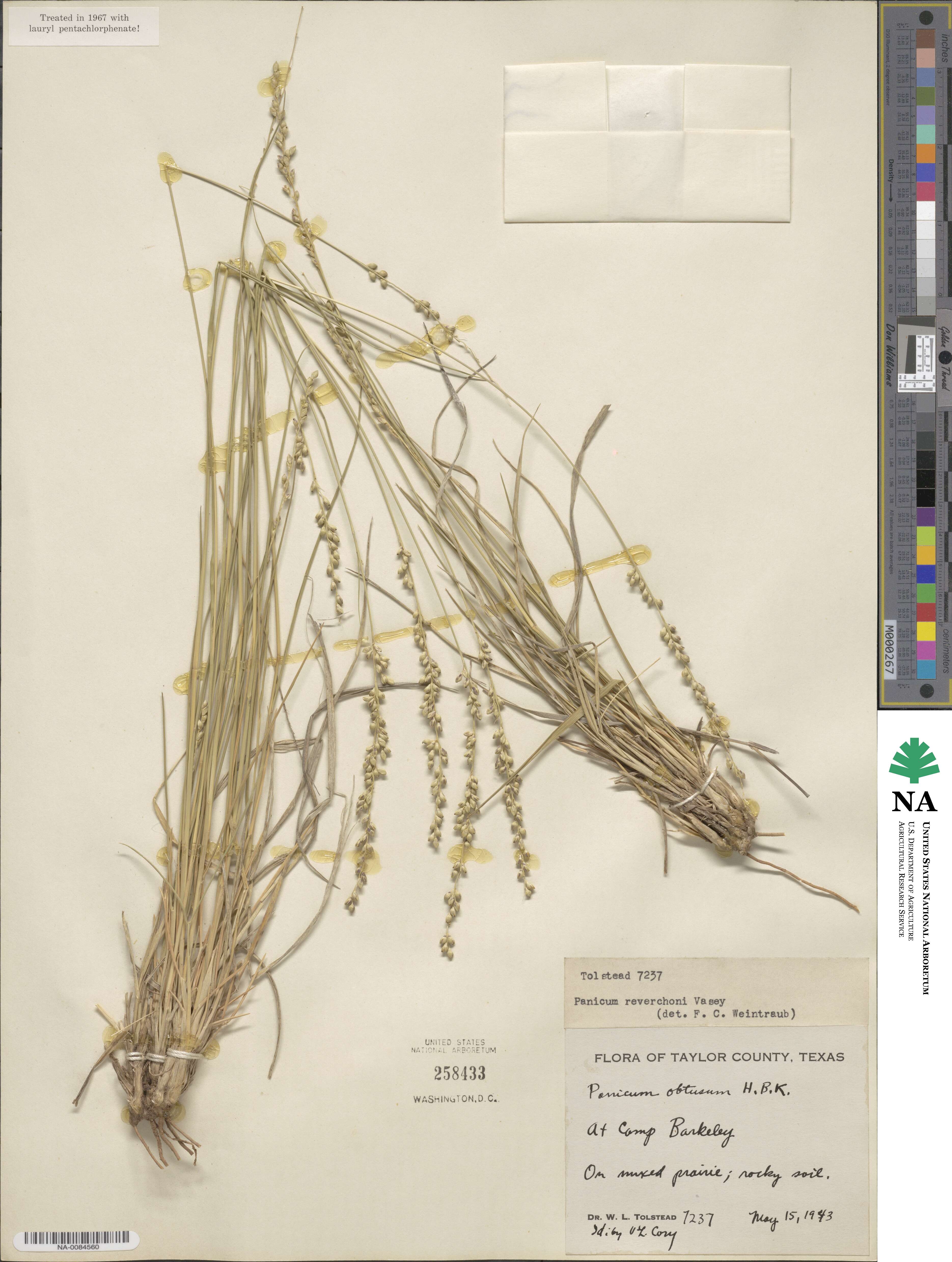 Setaria reverchonii image