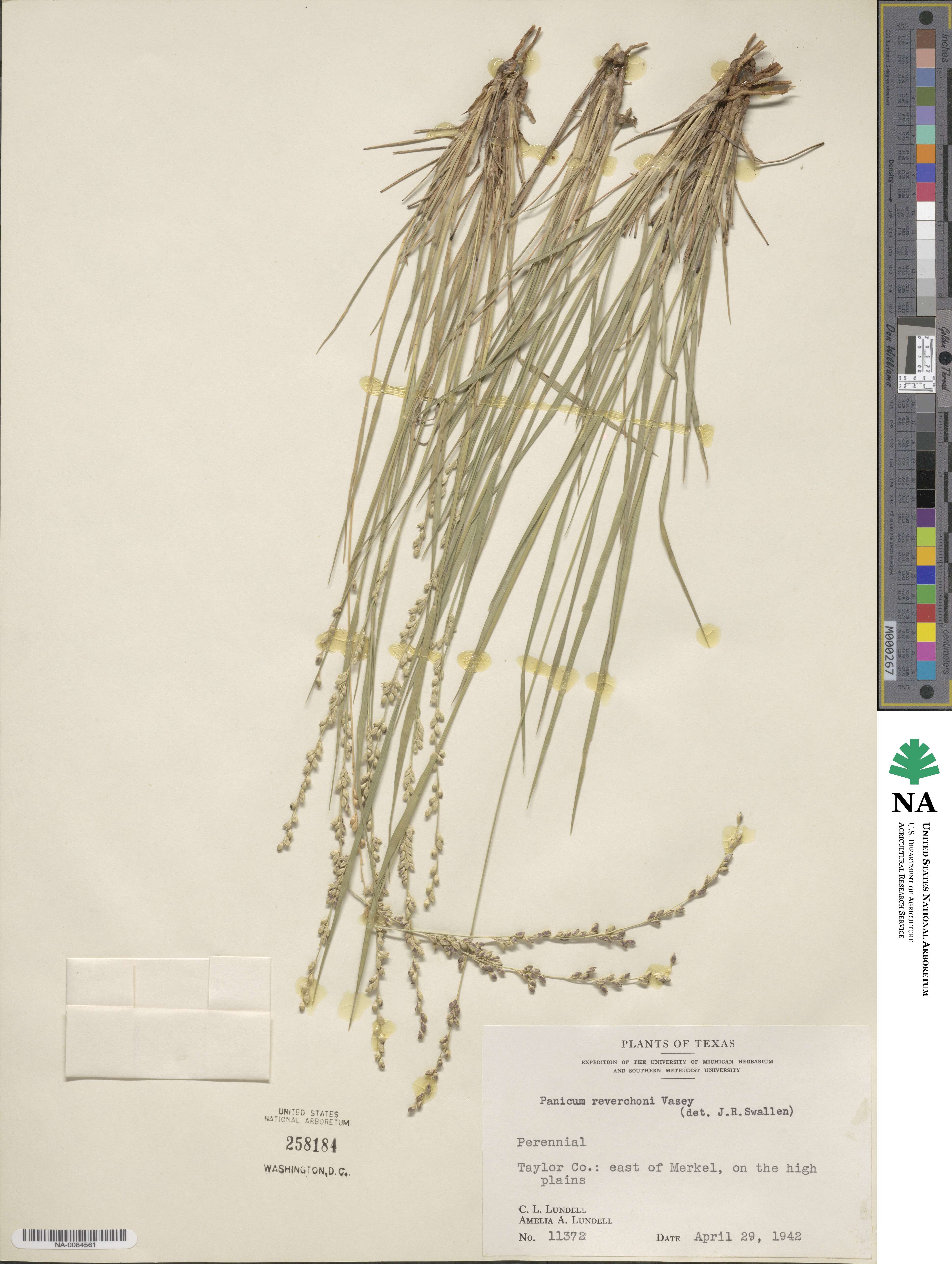 Setaria reverchonii image
