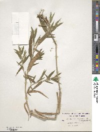 Panicum scoparium image