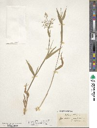 Panicum scoparium image