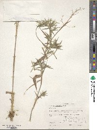 Panicum scoparium image