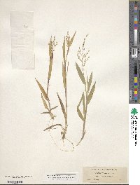 Panicum scoparium image