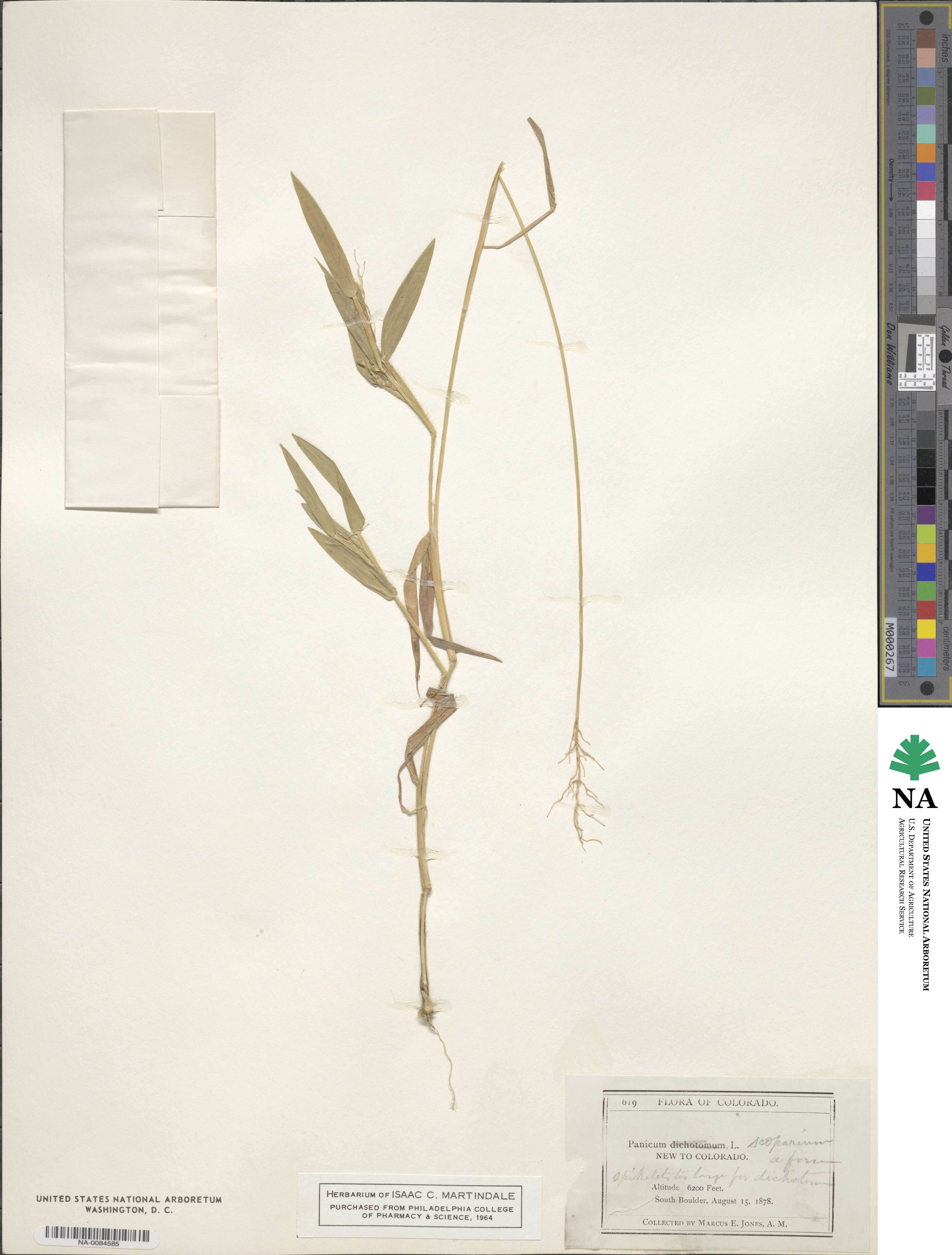 Panicum scoparium image