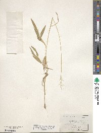 Panicum scoparium image