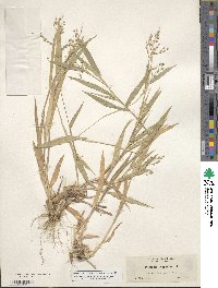 Panicum scoparium image