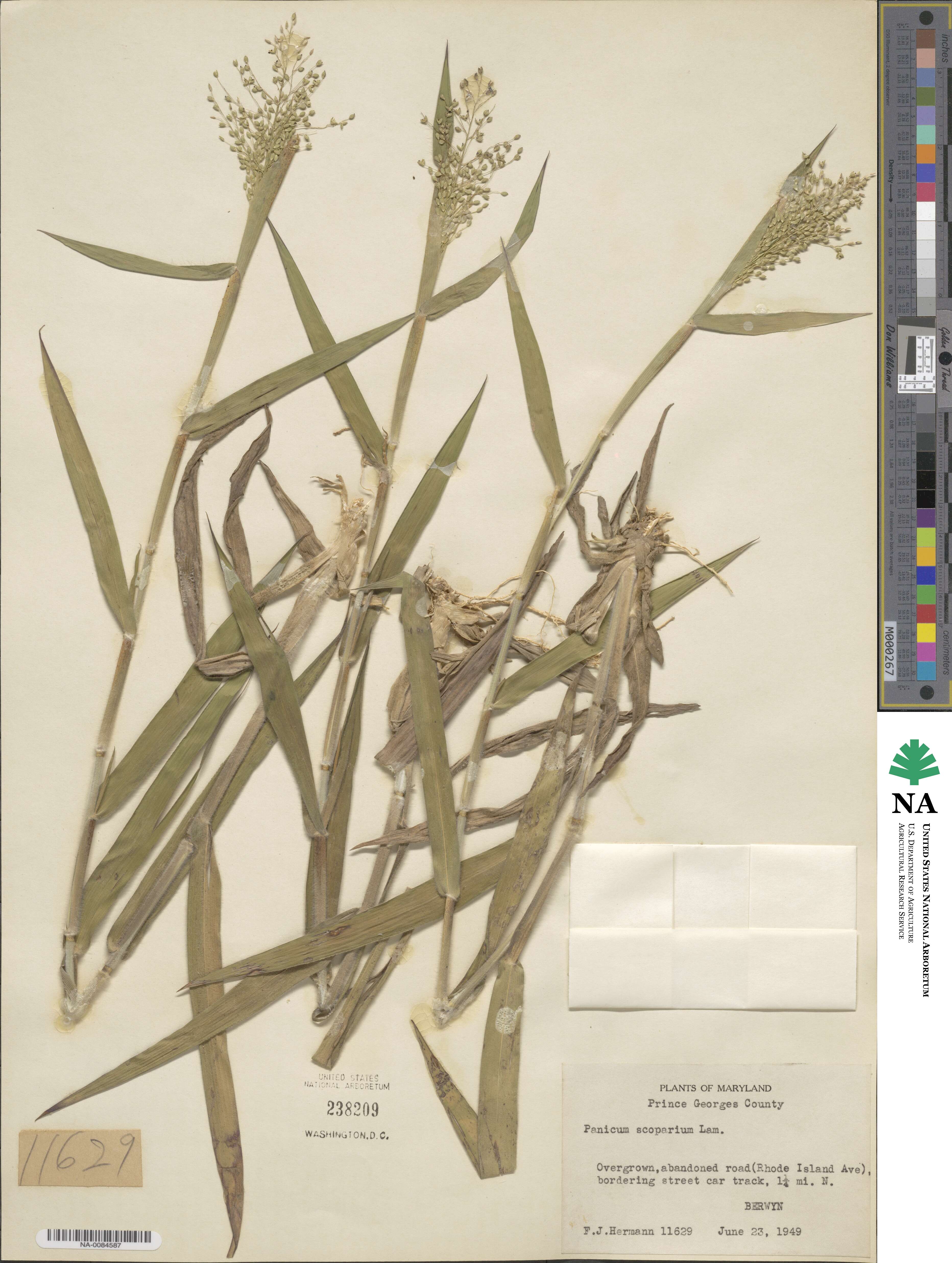 Panicum scoparium image