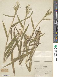 Panicum scoparium image