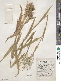 Panicum scoparium image