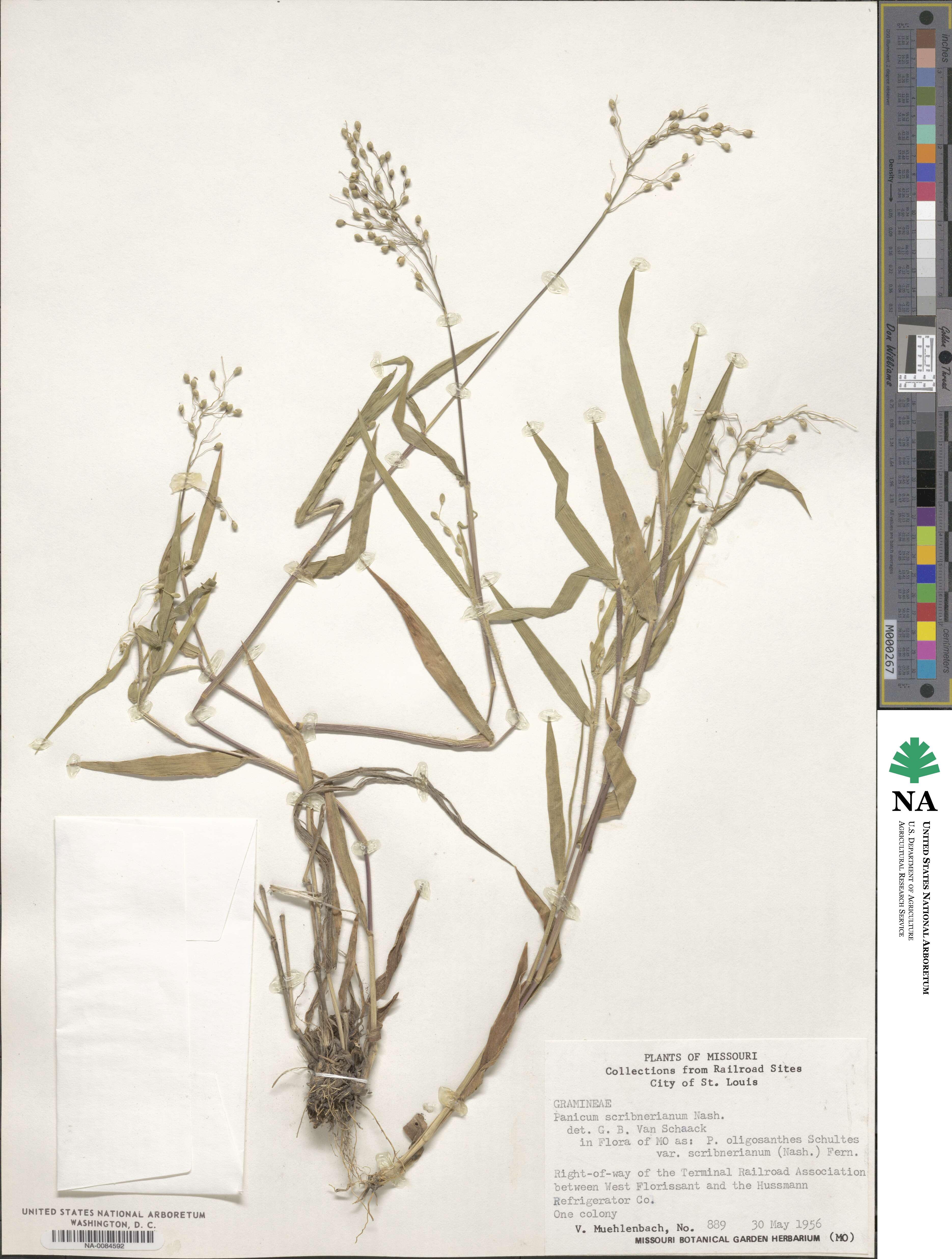 Dichanthelium oligosanthes image