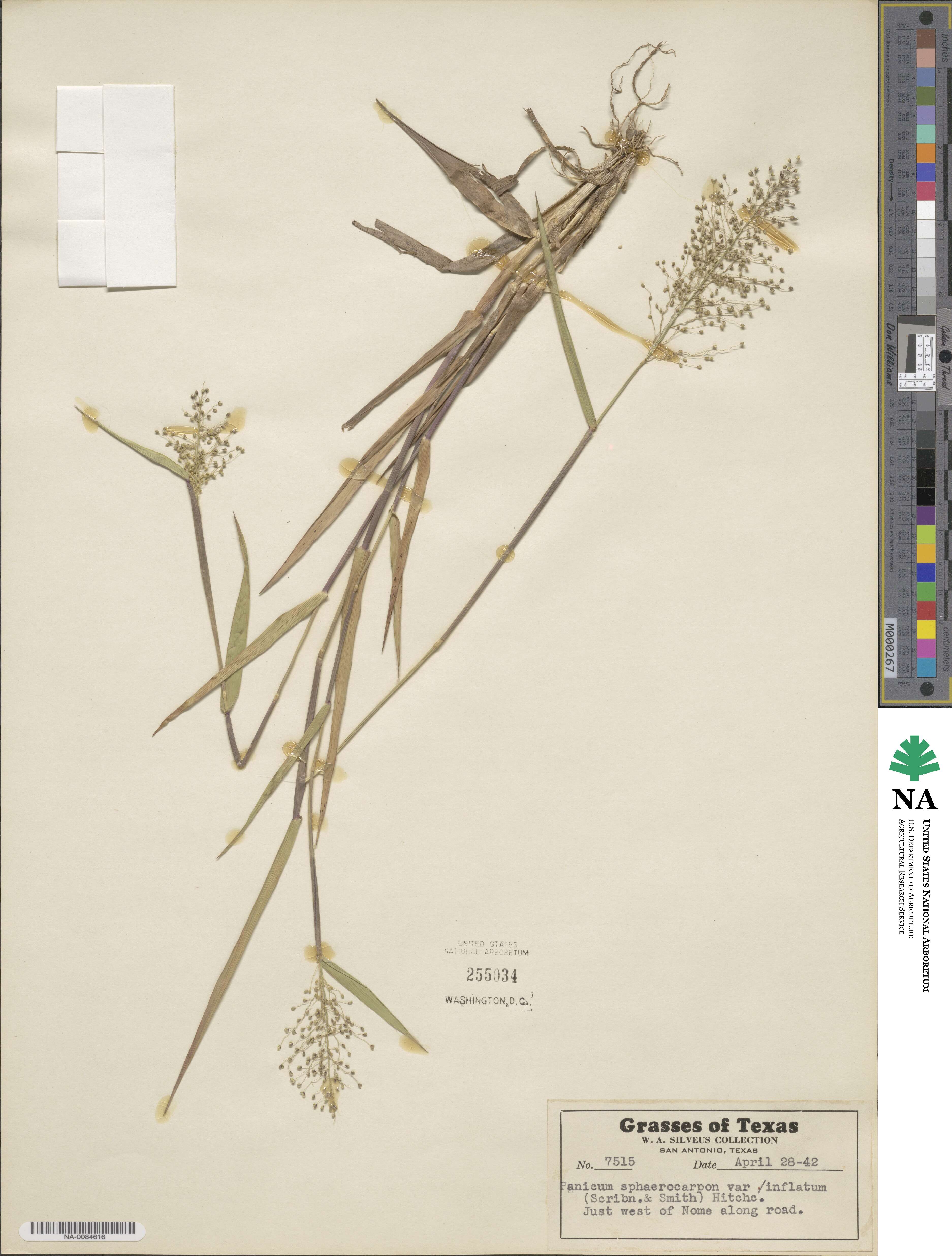Dichanthelium sphaerocarpon var. sphaerocarpon image