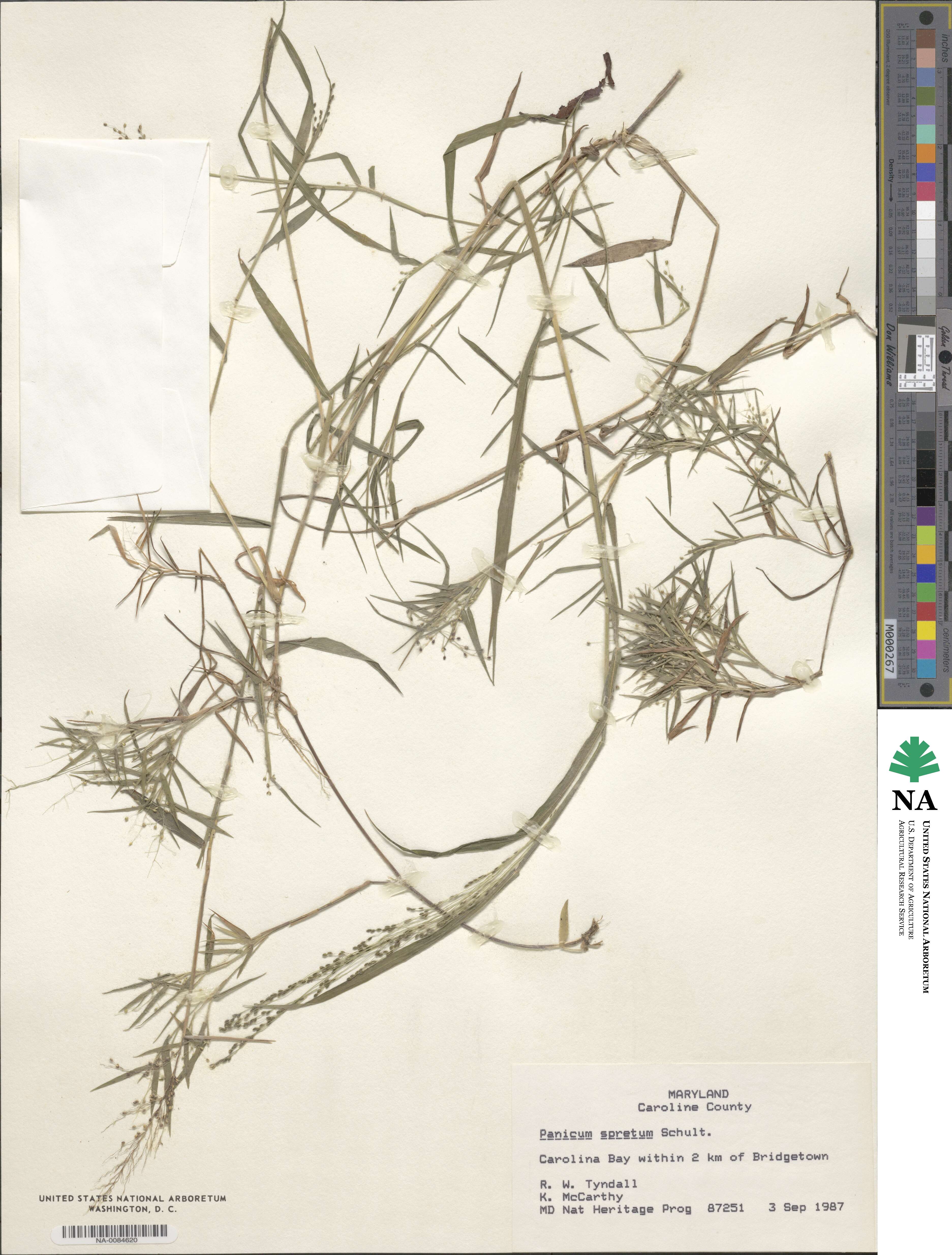 Dichanthelium spretum image